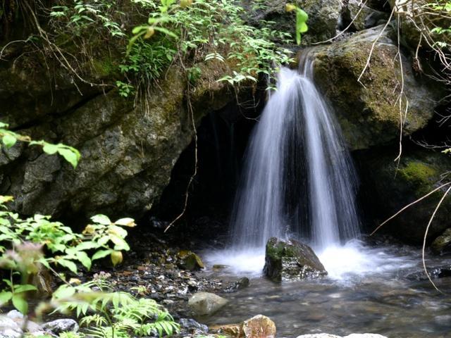 茂密丛林逃生
